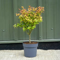 Bush, 50-60cm, 3L pot