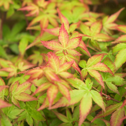 Acer palmatum 'Little Princess' Japanese Maple