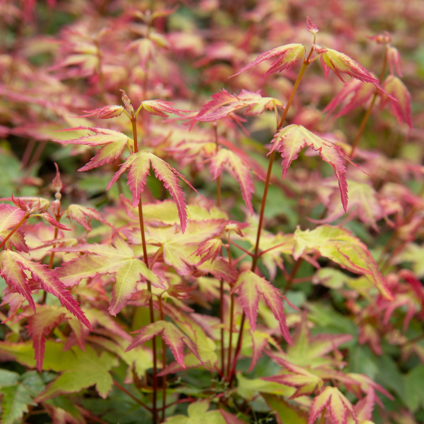Acer palmatum Little Princess Japanese Maple