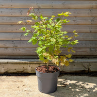Acer shirasawanum 'Moonrise' Tree