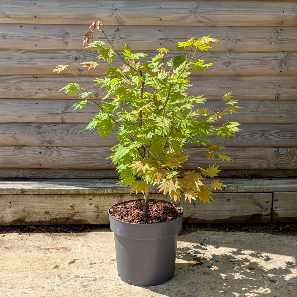 Acer shirasawanum 'Moonrise' Tree