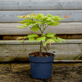 Acer Moonrise 5L pot, Bush