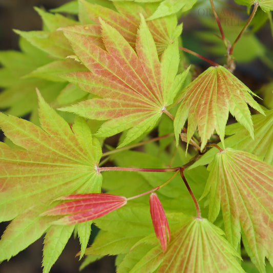 Acer Moonrise Spring Leaves