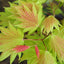 Acer Moonrise Spring Leaves