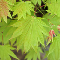 Acer Moonrise leaves