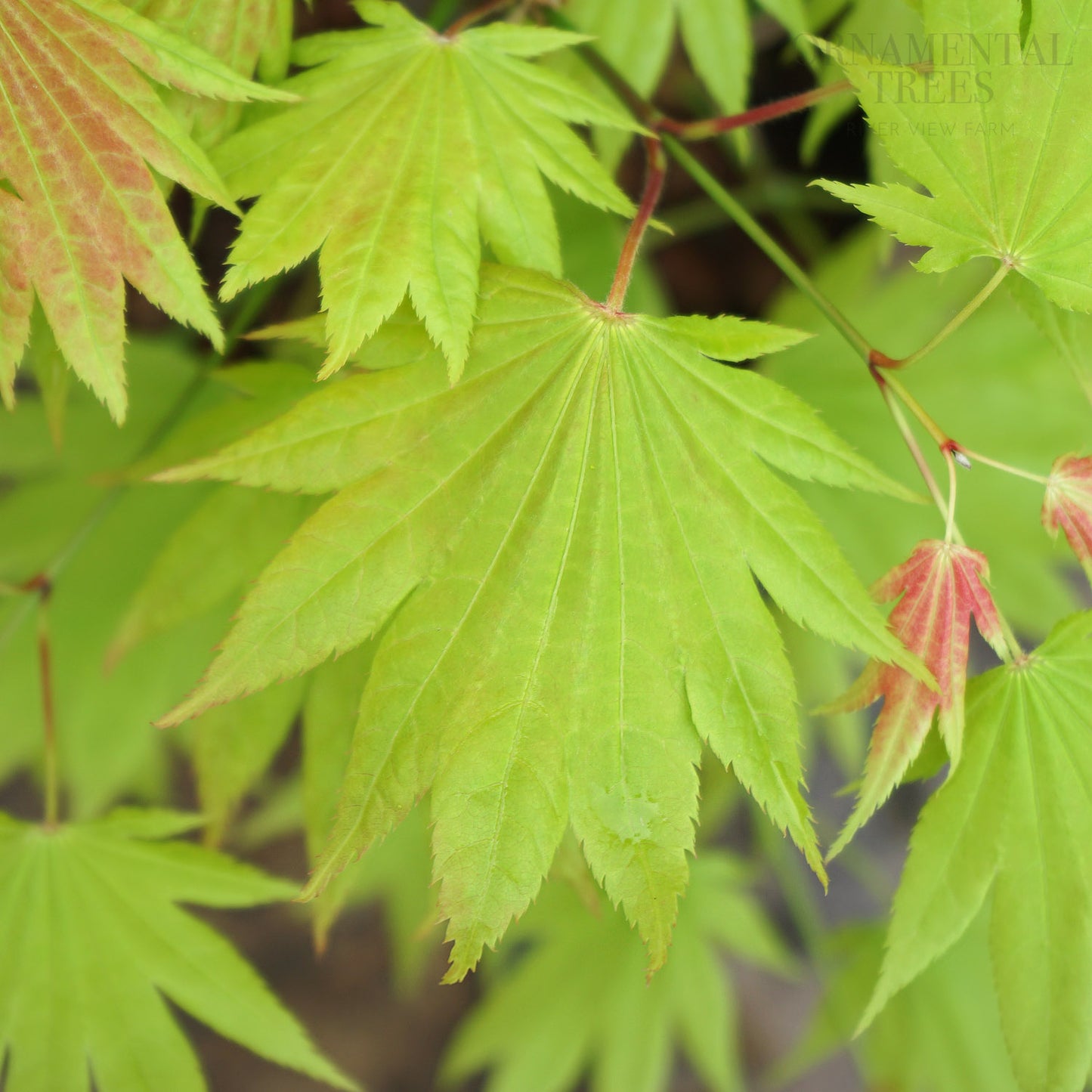 Acer Moonrise leaves