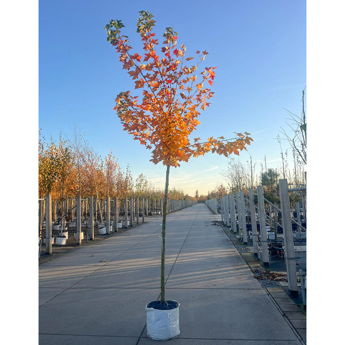 Acer platanoides 'Norwegian Sunset' mature Maple tree with 12-14cm girth