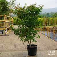 Acer Osakazuki Mature Bush