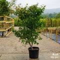 Acer Osakazuki Mature Bush
