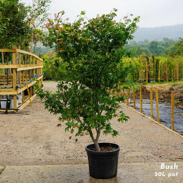 Acer Osakazuki Mature Bush