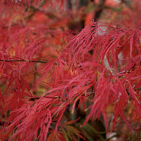 Acer palmatum Dissectum Tree