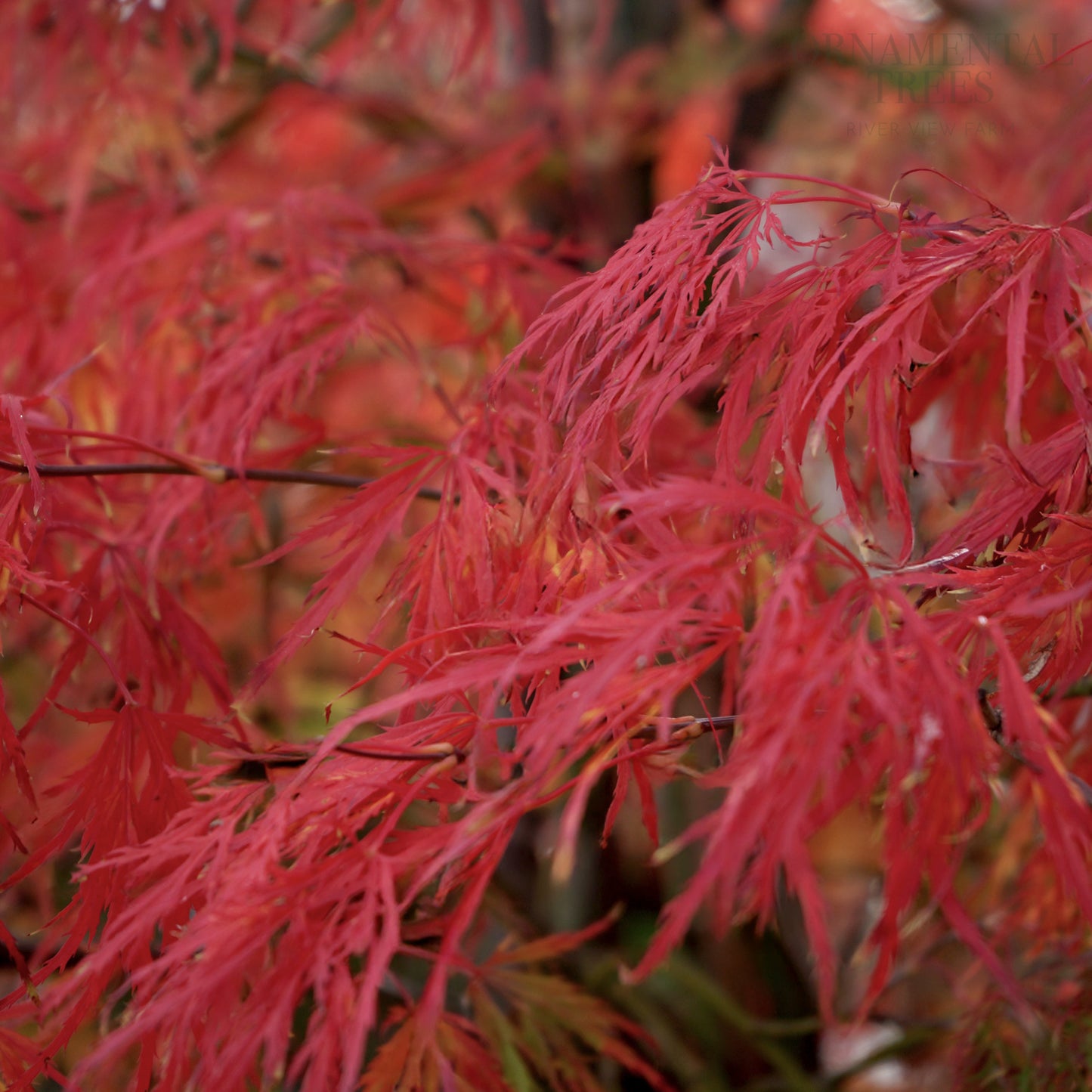 Acer palmatum Dissectum Tree