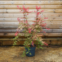 Acer Palmatum 'Deshojo' 10L pot