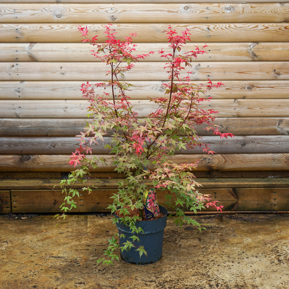 Acer Palmatum 'Deshojo' 10L pot