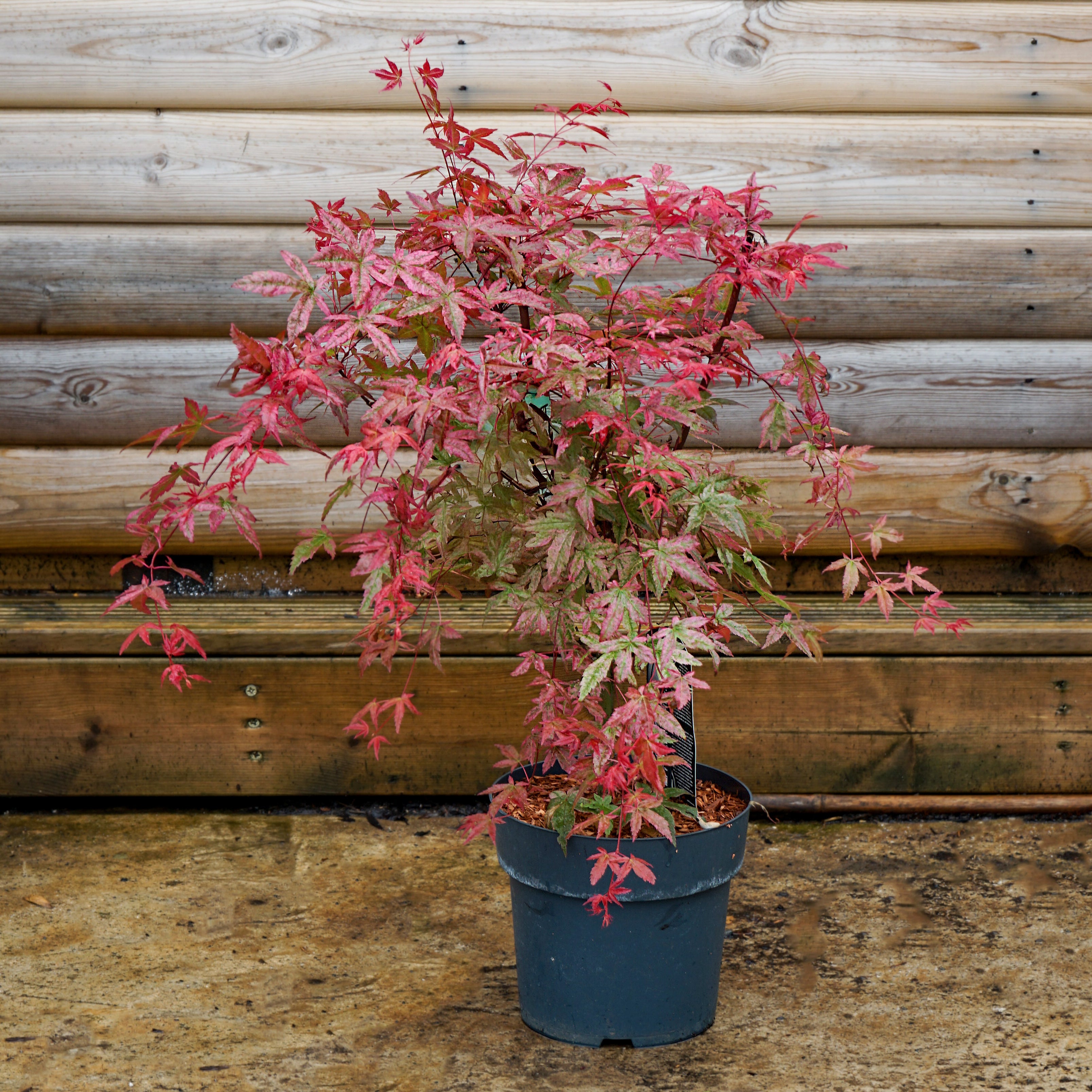 Acer palmatum Deshojo | Buy Japanese Maples | Ornamental Trees