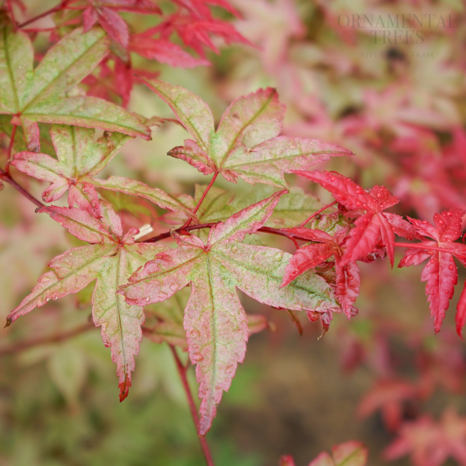 Acer palmatum Deshojo | Buy Japanese Maples | Ornamental Trees