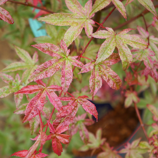 Acer Palmatum 'Deshojo' leaves