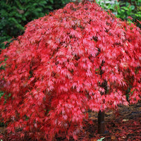 Acer palmatum dissectum 'Ever Red' Japanese Maple