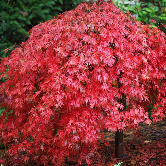 Acer palmatum dissectum 'Ever Red' Japanese Maple