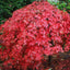Acer palmatum dissectum 'Ever Red' Japanese Maple