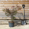 Acer palmatum dissectum 'Garnet' Tree