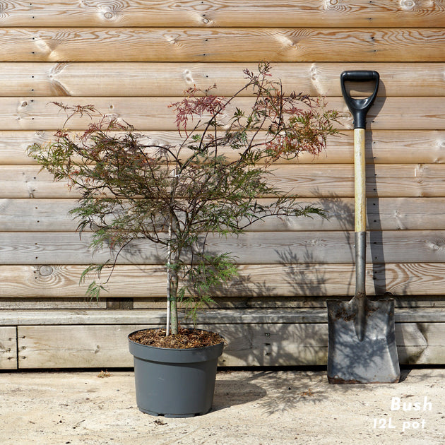 Acer palmatum dissectum 'Garnet' Tree