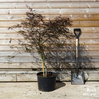Acer Palmatum 'Garnet' 20L pot