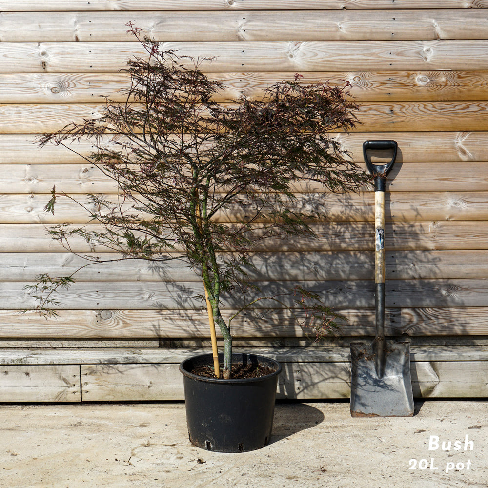 Acer Palmatum 'Garnet' 20L pot