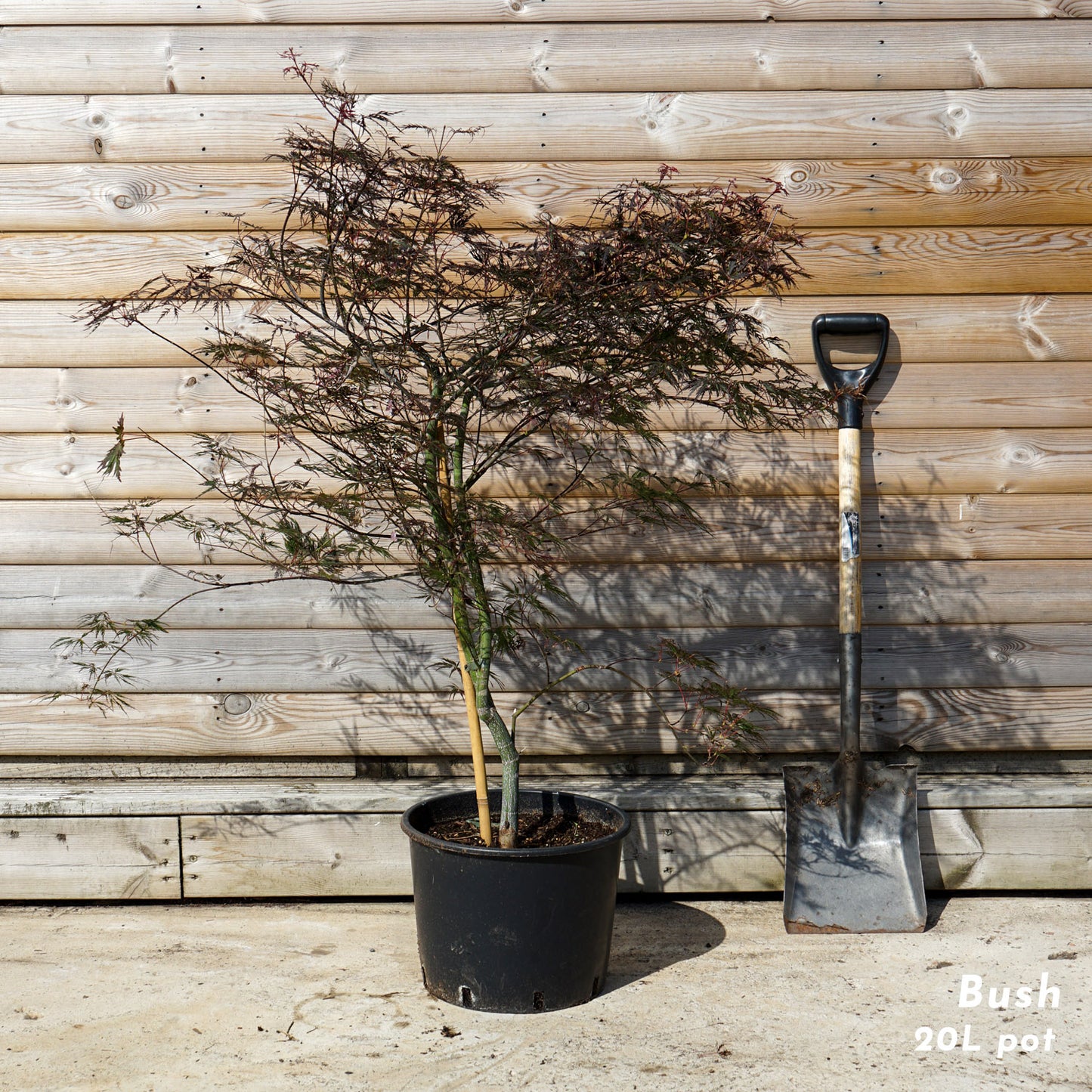 Acer Palmatum 'Garnet' 20L pot