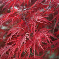 Acer palmatum dissectum Garnet Japanese Maple