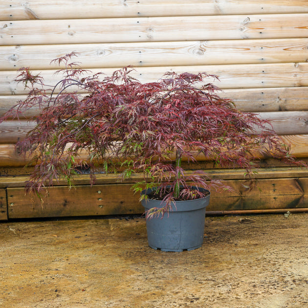 Acer Palmatum 'Inaba-Shidare' 12L pot