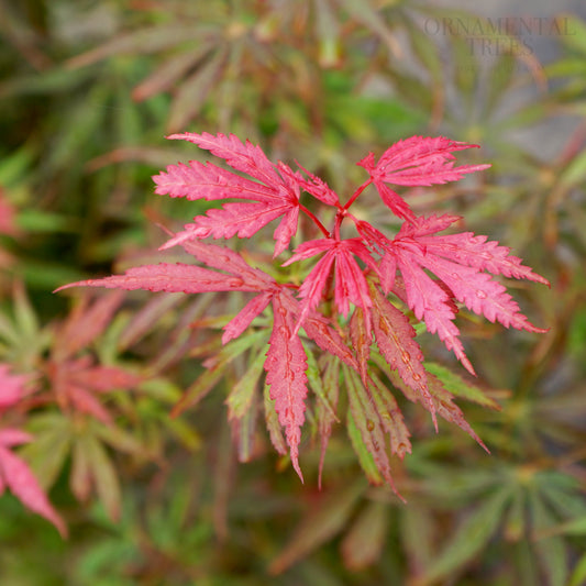 Acer Palmatum 'Jerre Schwarts' leaves