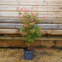 Acer palmatum 'Jerre Schwartz'