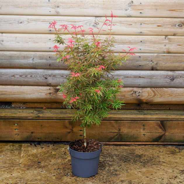 Acer palmatum 'Jerre Schwartz'