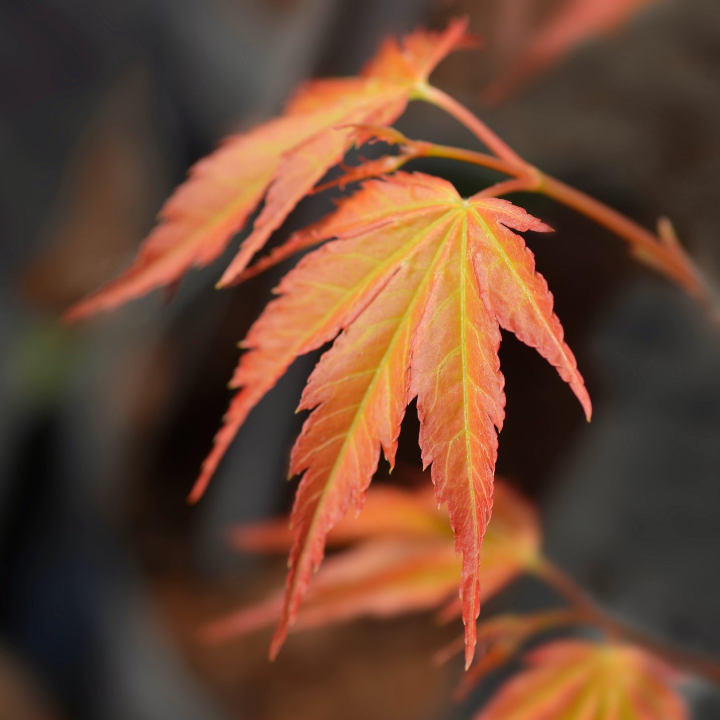 Acer palmatum 'Katsura' Tree