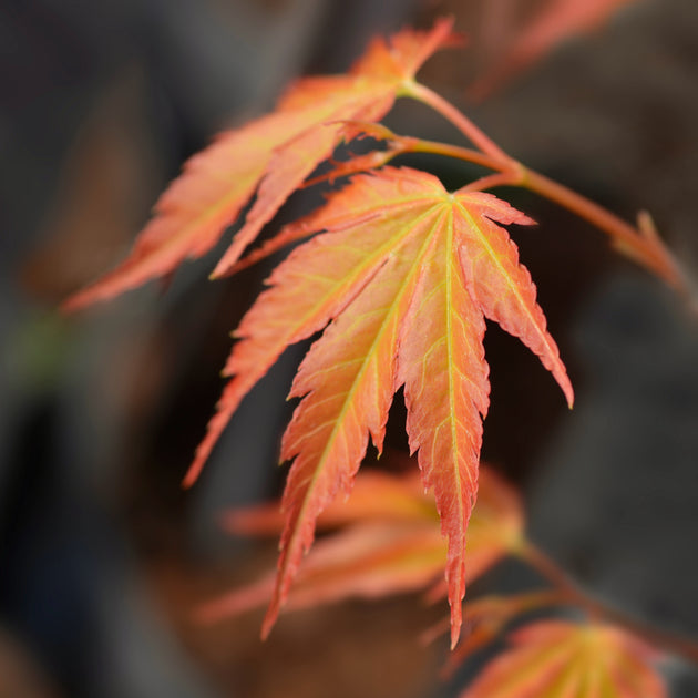 Acer palmatum 'Katsura' Tree