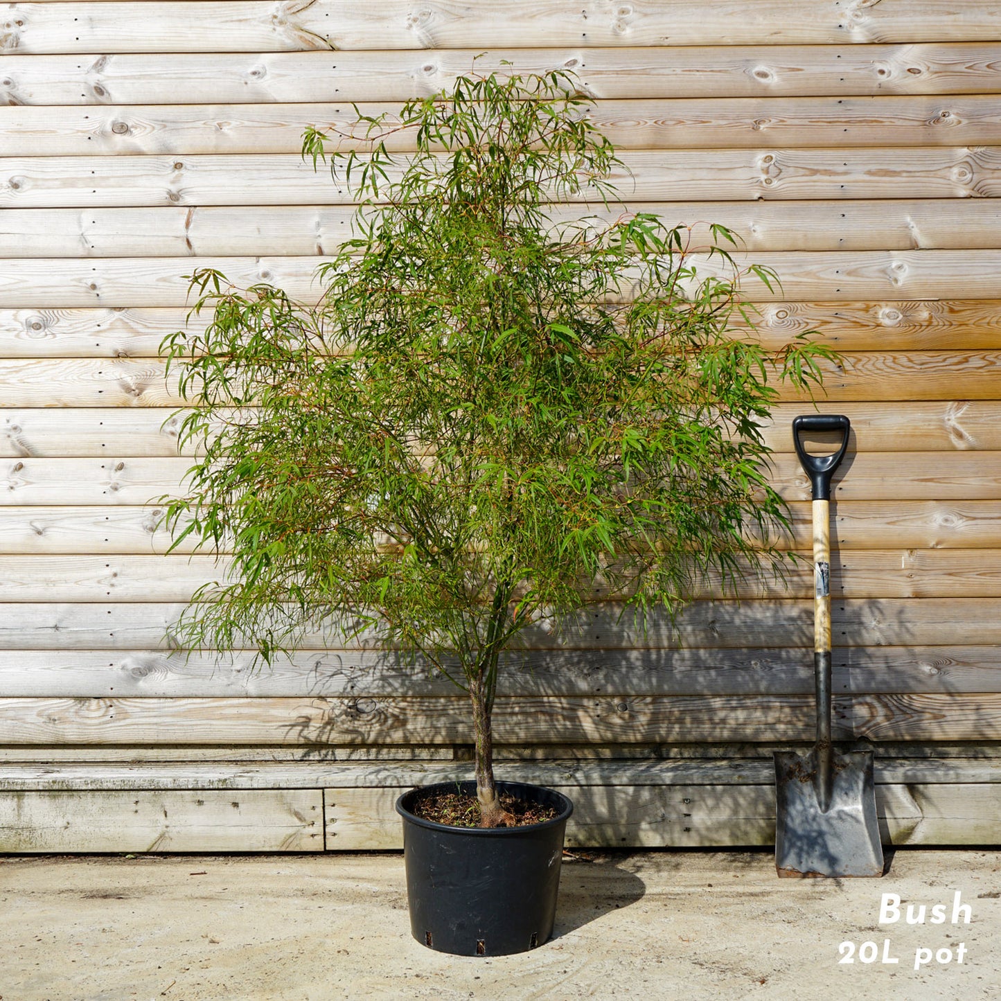 Acer palmatum 'Koto-no-ito' japanese maple in 20 litre pot