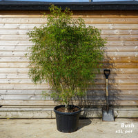 Acer palmatum 'Koto-no-ito' mature japanese maple in 45 litre pot
