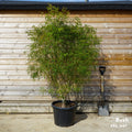 Acer palmatum 'Koto-no-ito' mature japanese maple in 45 litre pot