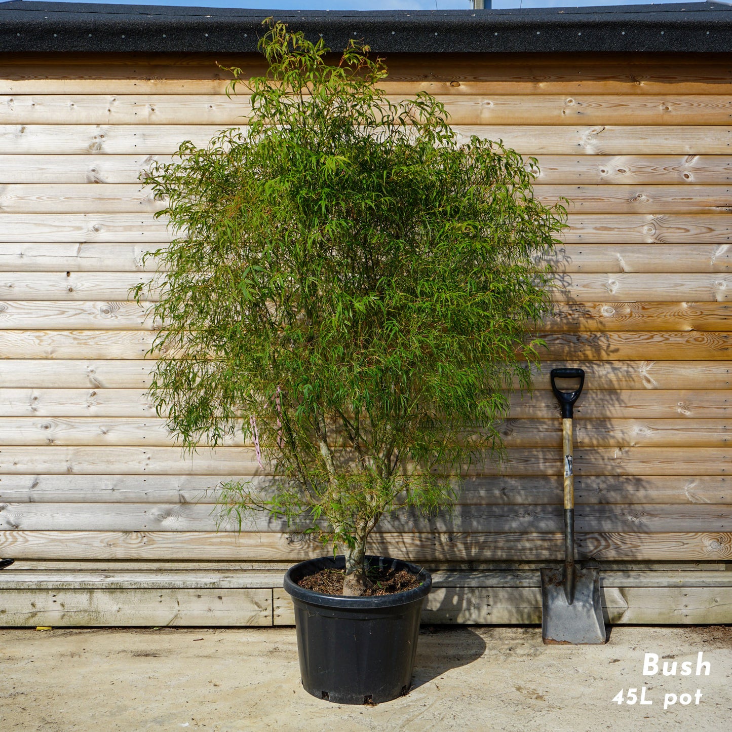 Acer palmatum 'Koto-no-ito' mature japanese maple in 45 litre pot