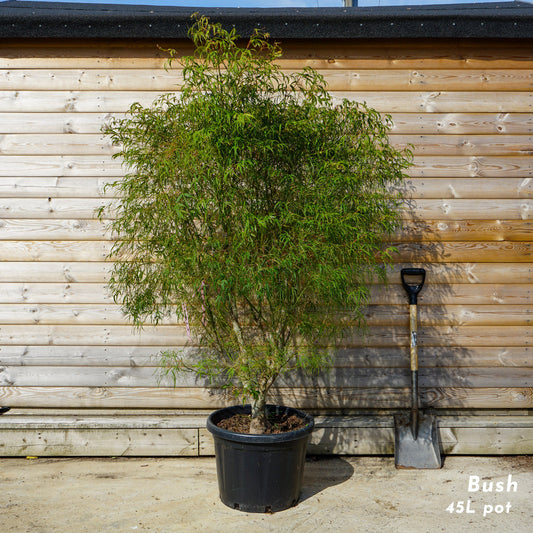 Acer palmatum 'Koto-no-ito' mature japanese maple in 45 litre pot