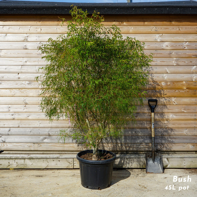 Bush, 125-150cm, 50L pot