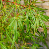 Acer Palmatum 'Koto-no-ito'