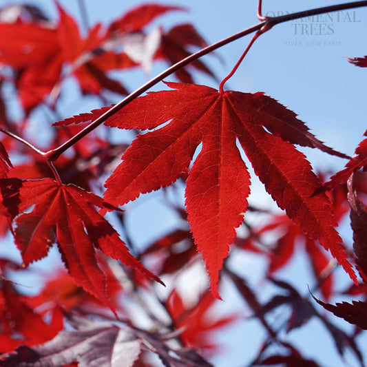 Acer 'Red Emperor' Leaves