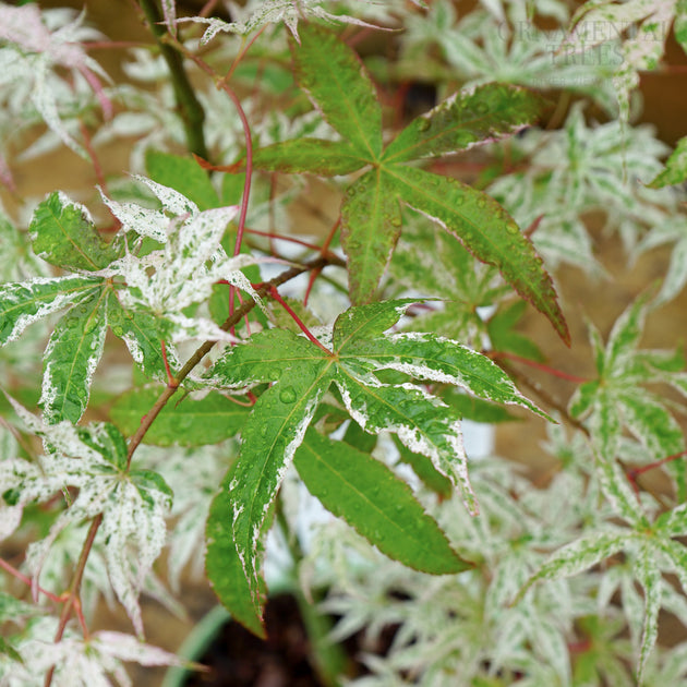 Acer palmatum Ukigumo Japanese Maple | Ornamental Trees