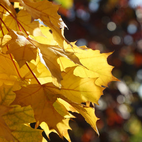 Acer platanoides Princeton Gold Norway Maple tree