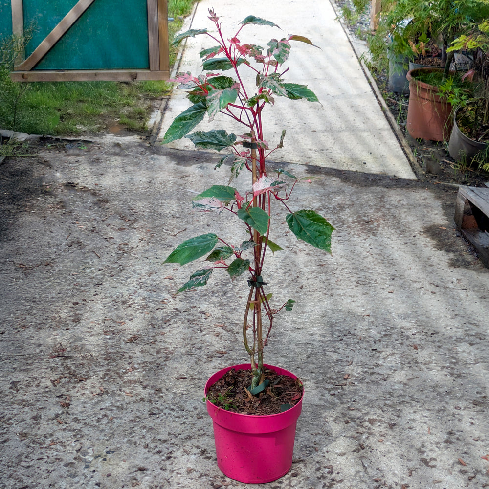 Acer conspicuum 'Red Flamingo' Tree