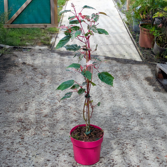 Acer conspicuum 'Red Flamingo' Tree