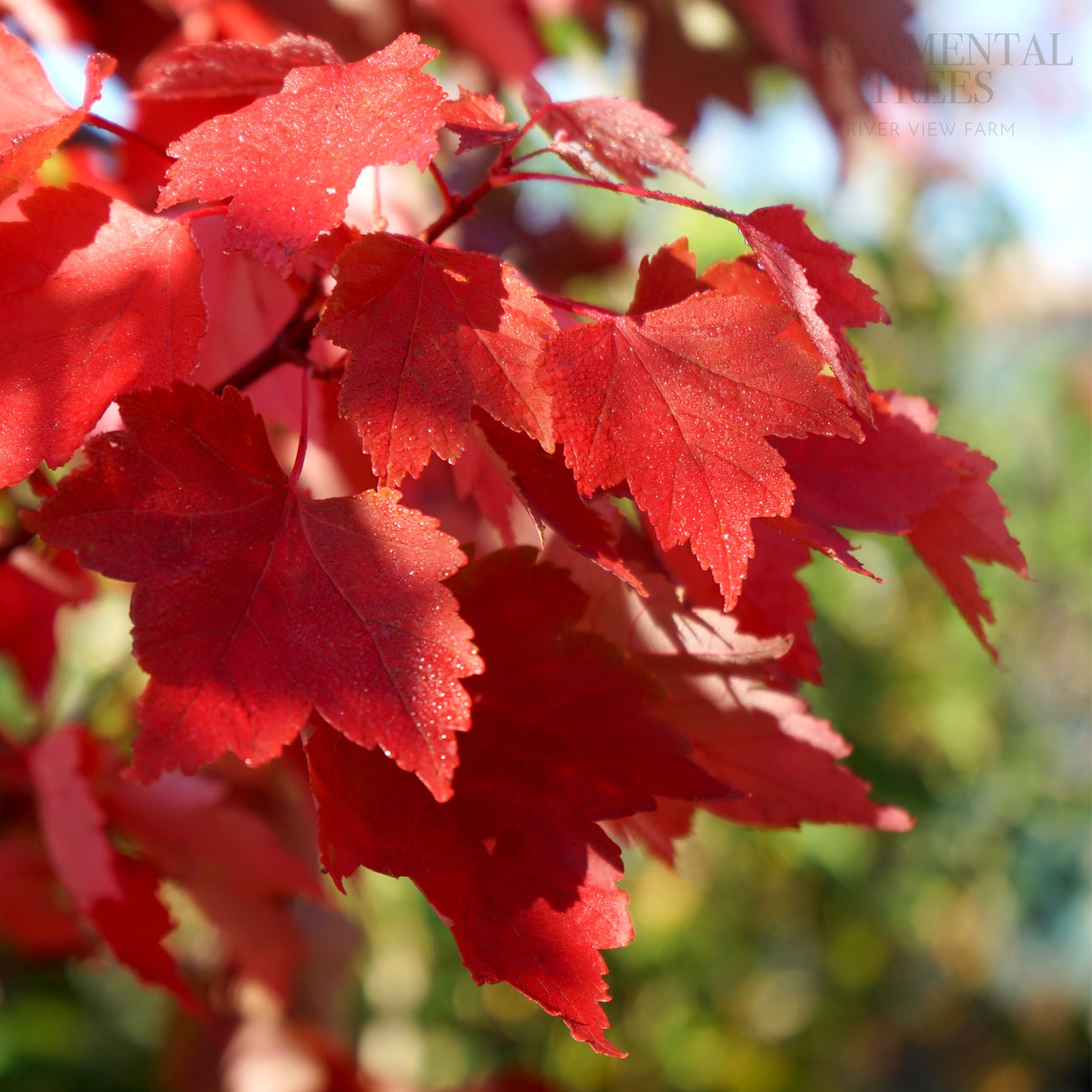 Acer platanoides 'Royal Red' Norway Maple