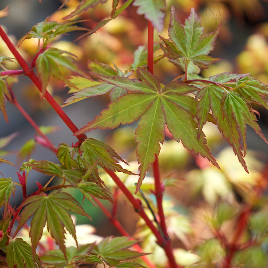Acer Sango-Kaku leaves